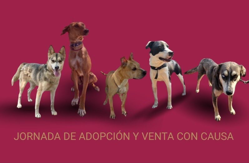 Perritos peregrinos buscan familia