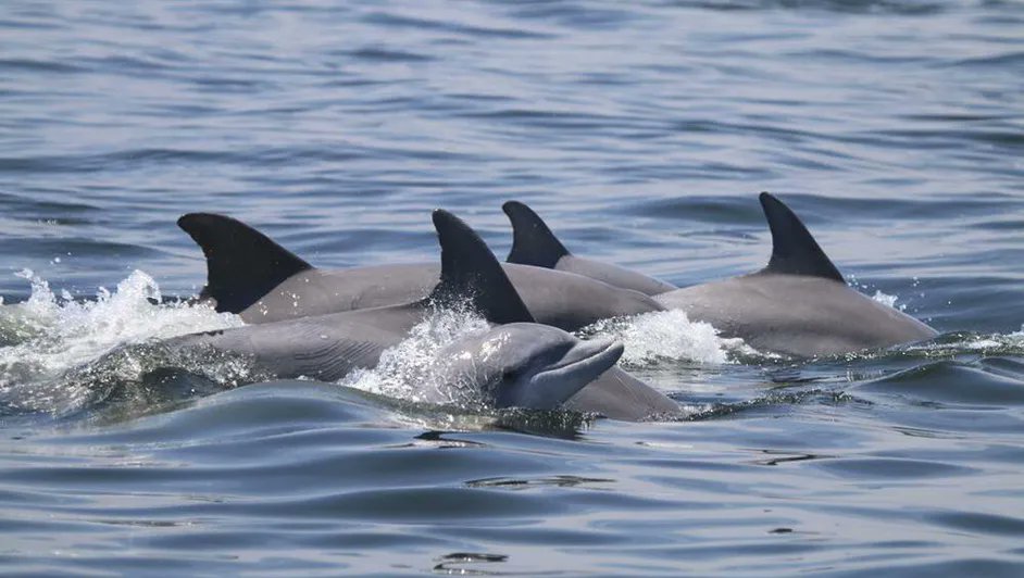 Desechos tecnológicos amenazan a delfines