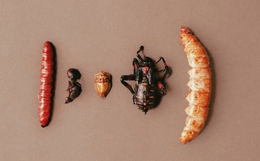 Comida con bichos, una tradición que revive