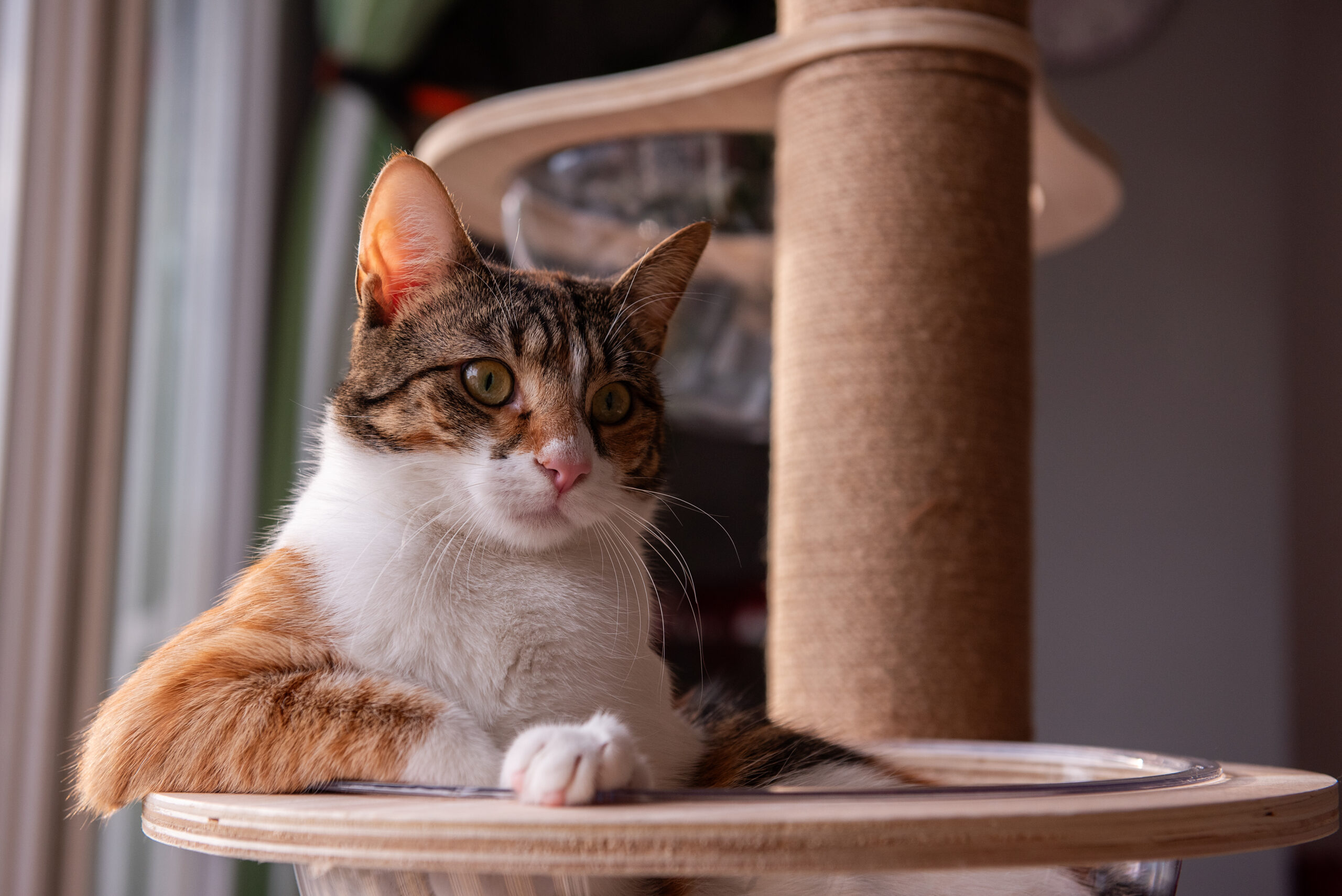 ¿Fan de los gatos? Visita este museo dedicado a los felinos